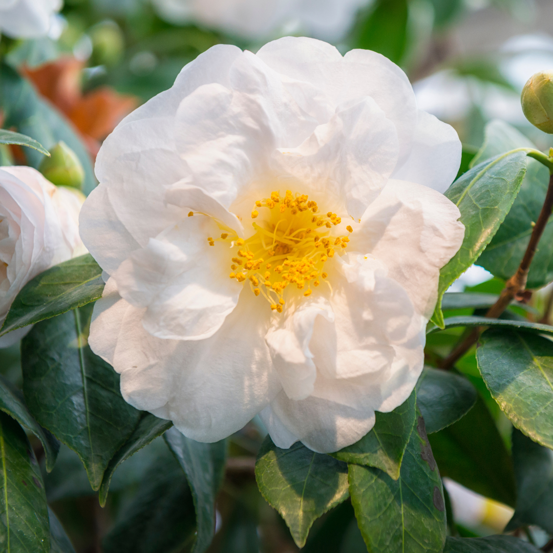 Camellia ‘White’ — Hardy Shrub, 3L Pot