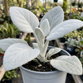 Senecio ‘Angel Wings’ — Evergreen Perennial, 2L Pot