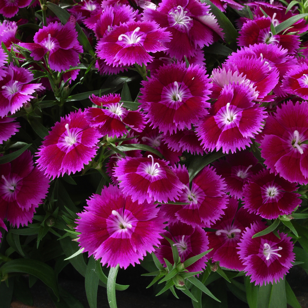 Dianthus ‘Festival Violet’ — Hardy Short-Lived Perennial (often grown as biennial), Bee-Friendly, 10.5cm Pot (Set of 3 or 6)