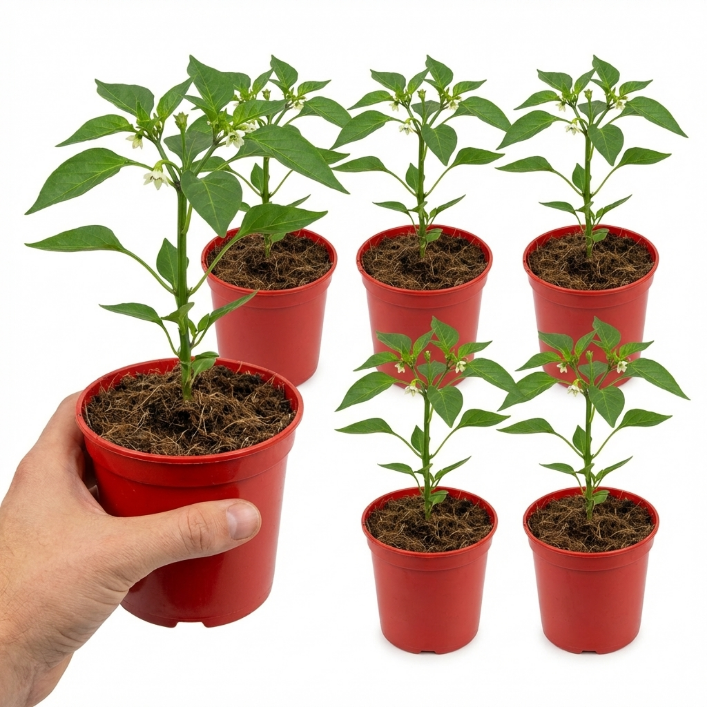 Sweet Pepper 'Liberty Belle' — Edible Annual, 10.5cm Pot (Set of 3 or 6)