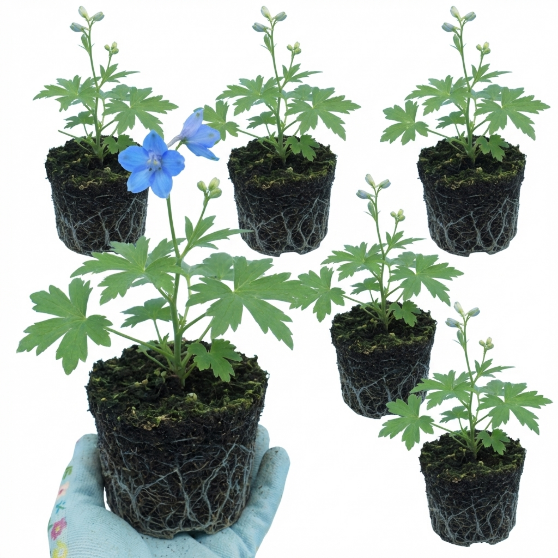 Delphinium ‘Pacific Giants Blue Bird’ — Hardy Perennial, Bee-Friendly, 1L Pot (Set of 3 or 6)