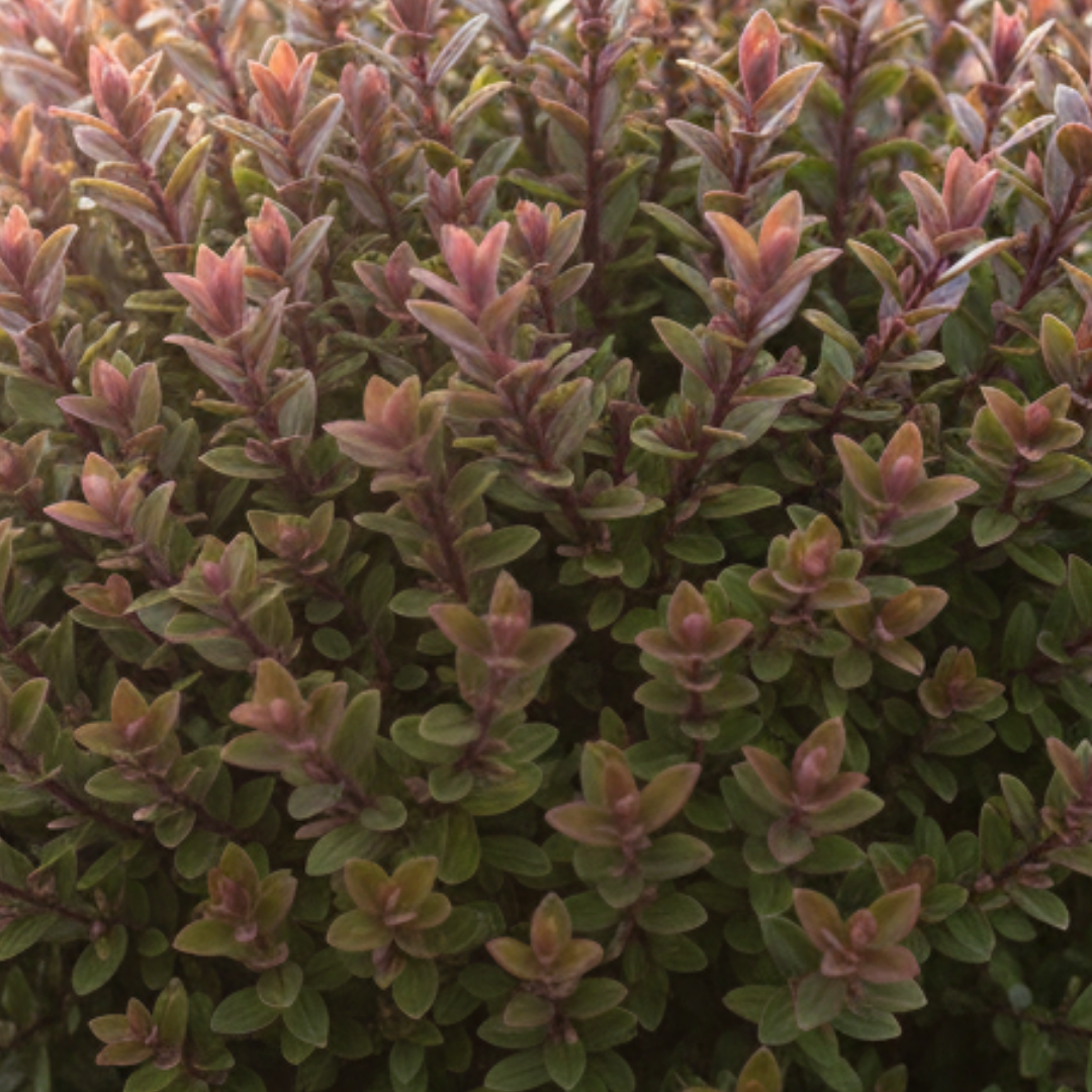 Hebe ‘Little Leaves Red’ — Hardy Shrub, 2L Pot