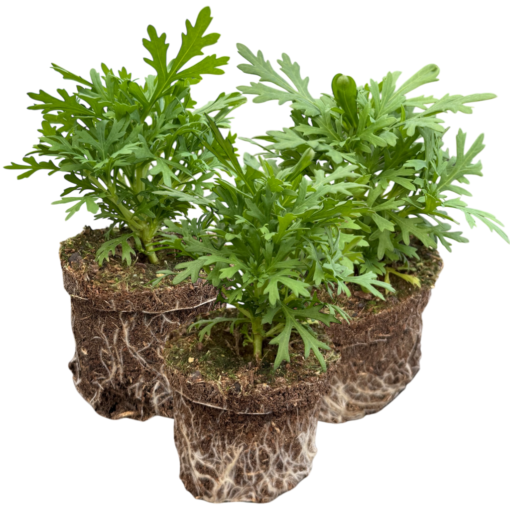 Argyranthemum ‘Madeira Deep Pink’ — Hardy Perennial, 10.5cm Pot (Set of 3 or 6)