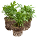 Argyranthemum ‘Madeira Deep Pink’ — Hardy Perennial, 10.5cm Pot (Set of 3 or 6)