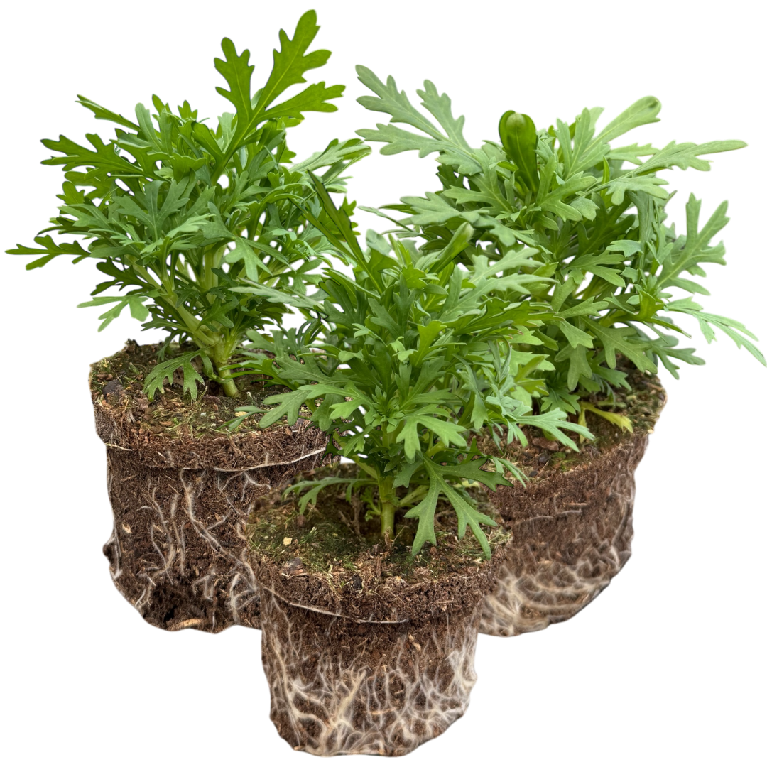 Argyranthemum ‘Madeira Deep Pink’ — Hardy Perennial, 10.5cm Pot (Set of 3 or 6)