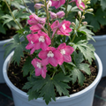 Delphinium ‘Magic Fountains Deep Rose White’ — Hardy Perennial, Bee-Friendly, 2L Pot