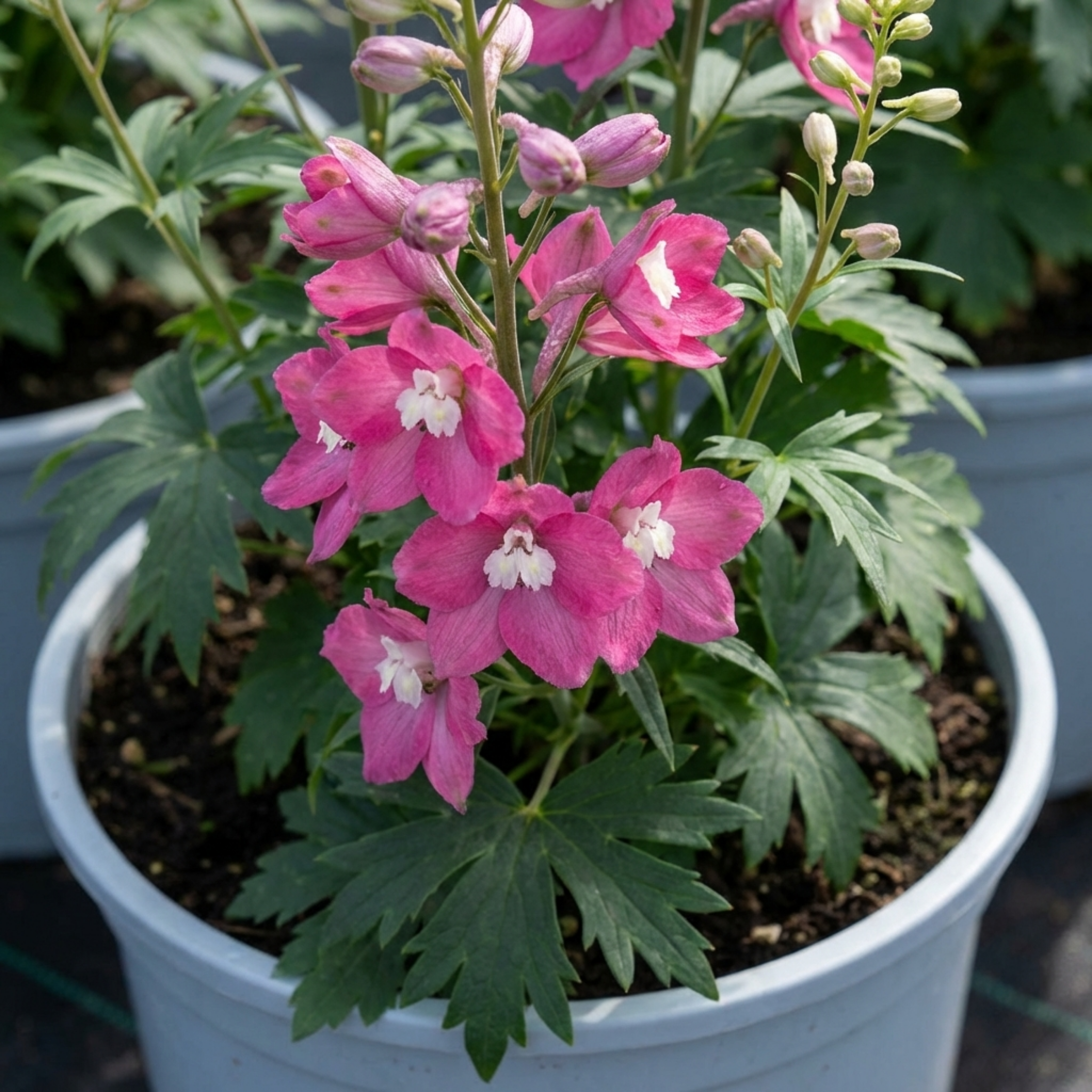 Delphinium ‘Magic Fountains Deep Rose White’ — Hardy Perennial, Bee-Friendly, 2L Pot