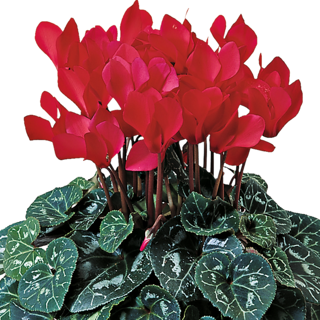 Cyclamen ‘Flame Scarlet’ — Hardy Perennial, 1L Pot