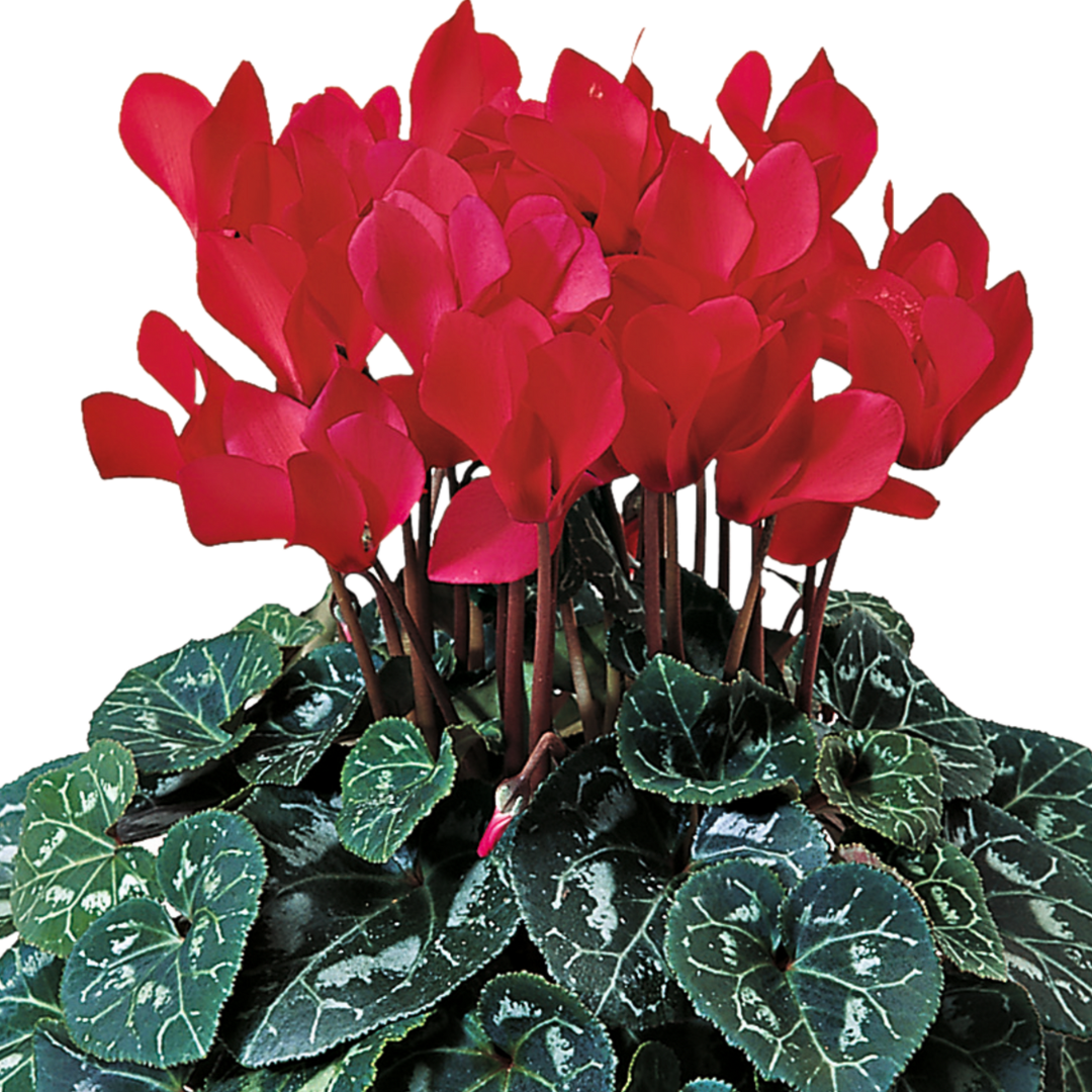 Cyclamen ‘Flame Scarlet’ — Hardy Perennial, 1L Pot
