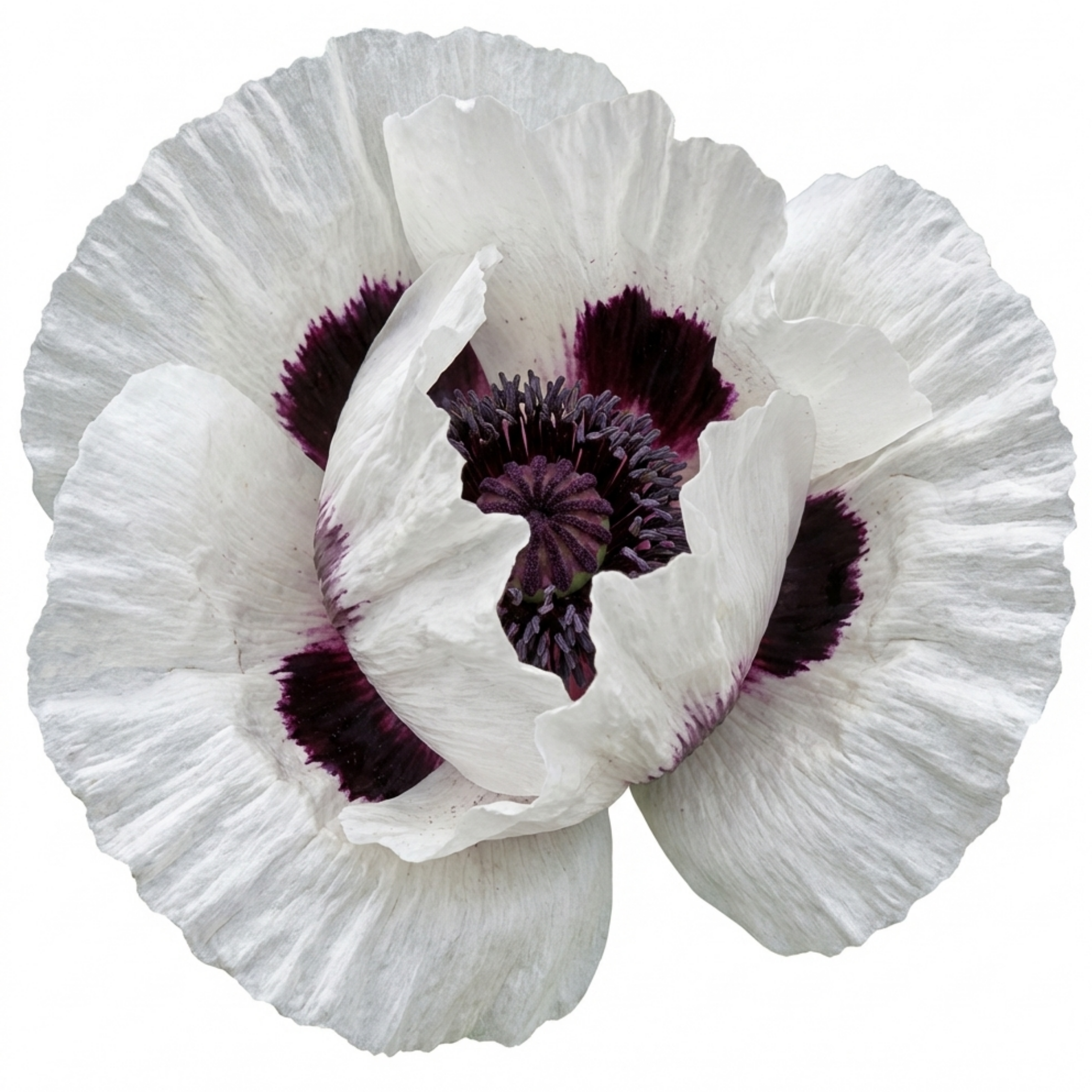 Papaver ‘Orientale Royal Wedding Poppy’ — Hardy Perennial, Bee-Friendly, 1L Pot