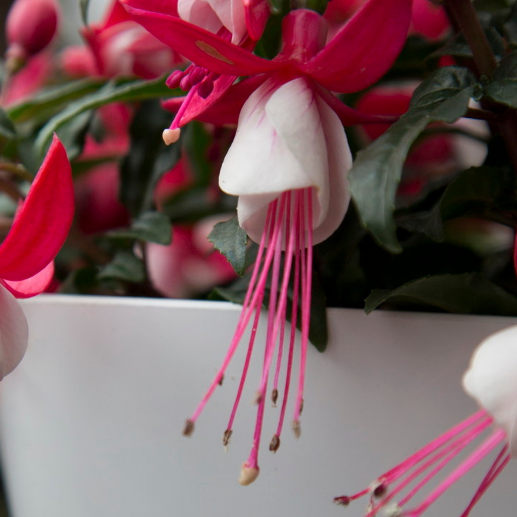 Fuchsia ‘Evita’ — Patio Fuchsia (semi-tender perennial), Bee-Friendly, 10.5cm Pot (Set of 3 or 6)