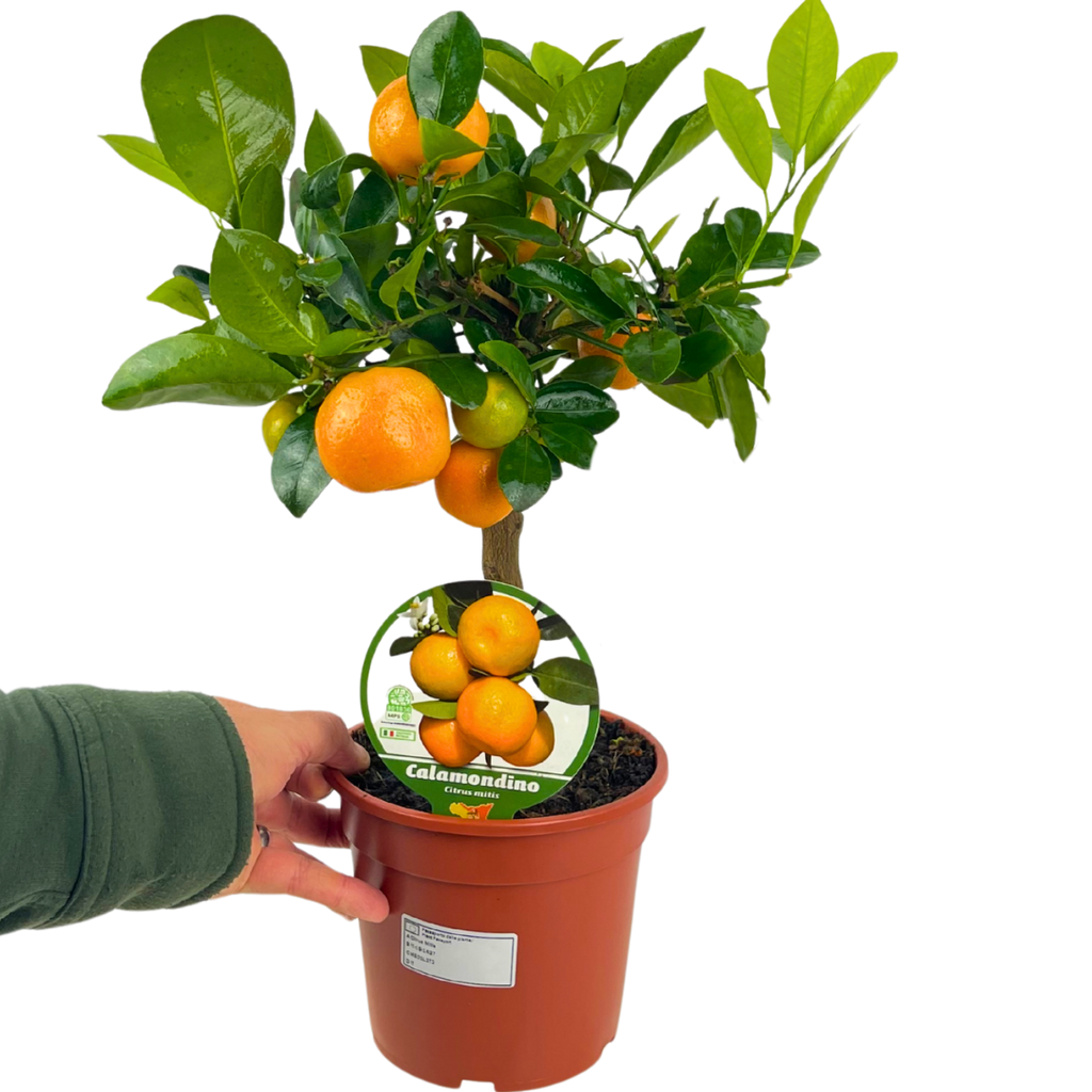 Mini Calamondin Tree (× Citrofortunella mitis) — Tender Evergreen Fruit Tree, 15cm Pot