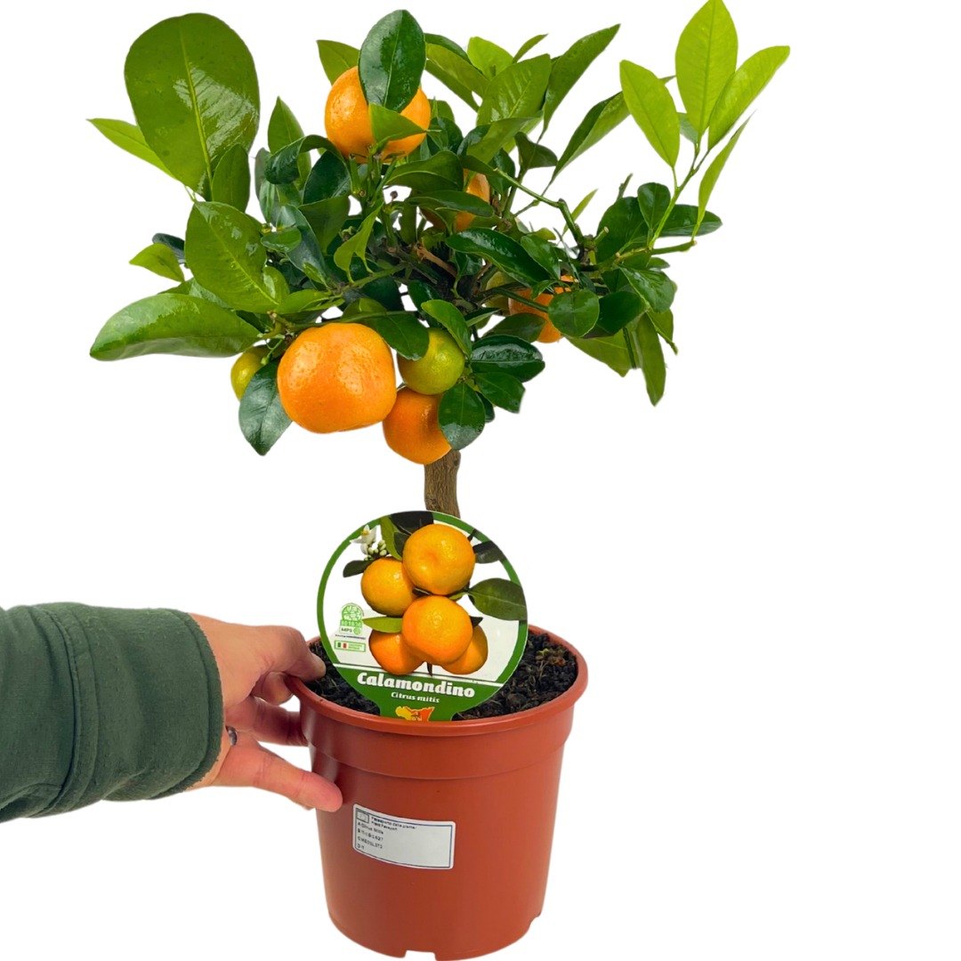 Mini Calamondin Tree (× Citrofortunella mitis) — Tender Evergreen Fruit Tree, 15cm Pot