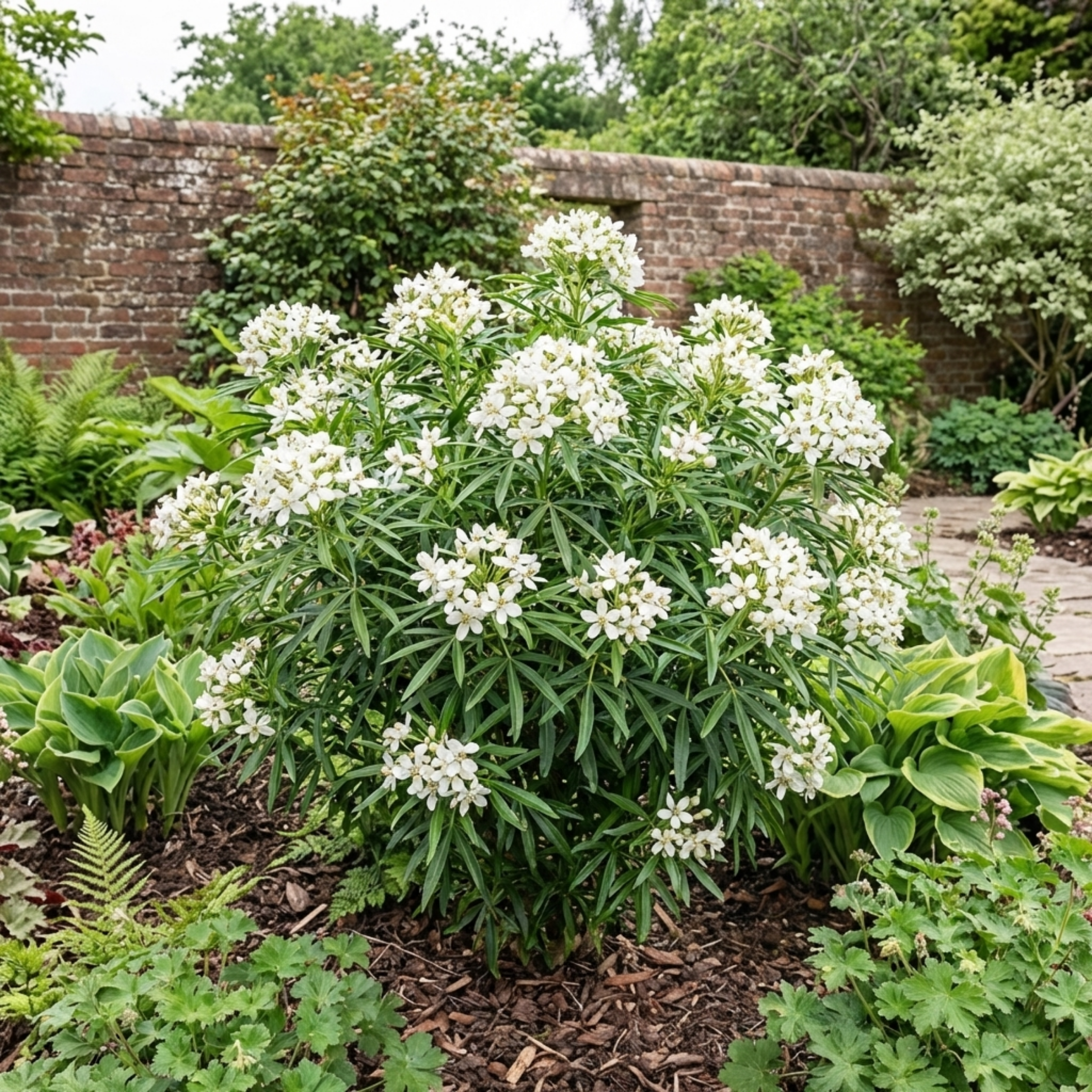 Choisya ‘White Dazzler’ — Evergreen Shrub, Bee-Friendly, 3L Pot