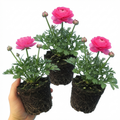 Ranunculus ‘Vortex Hot Pink’ — Tuberous Herbaceous Perennial, Bee-Friendly, 1L Pot (Set of 3 or 6)