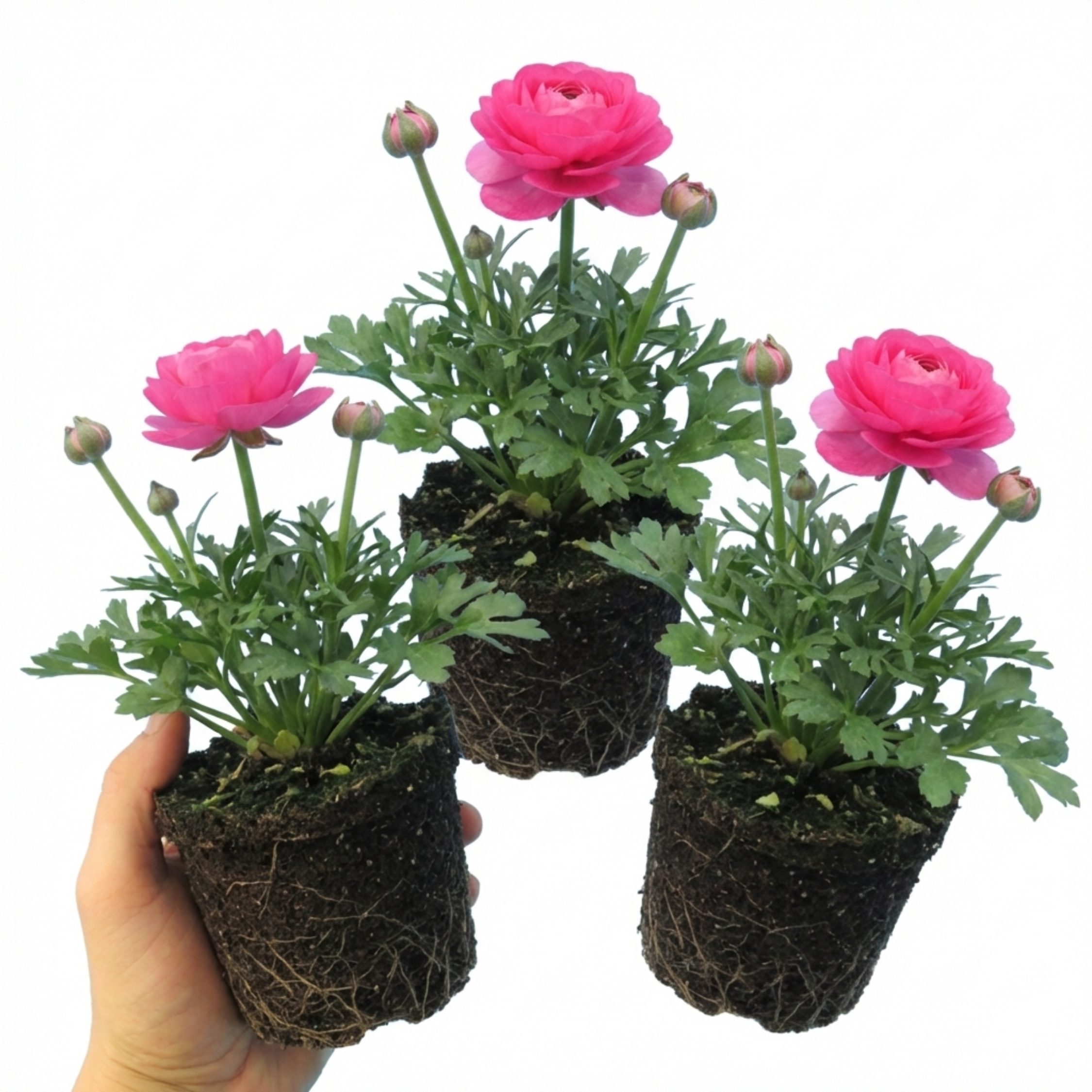 Ranunculus ‘Vortex Hot Pink’ — Tuberous Herbaceous Perennial, Bee-Friendly, 1L Pot (Set of 3 or 6)