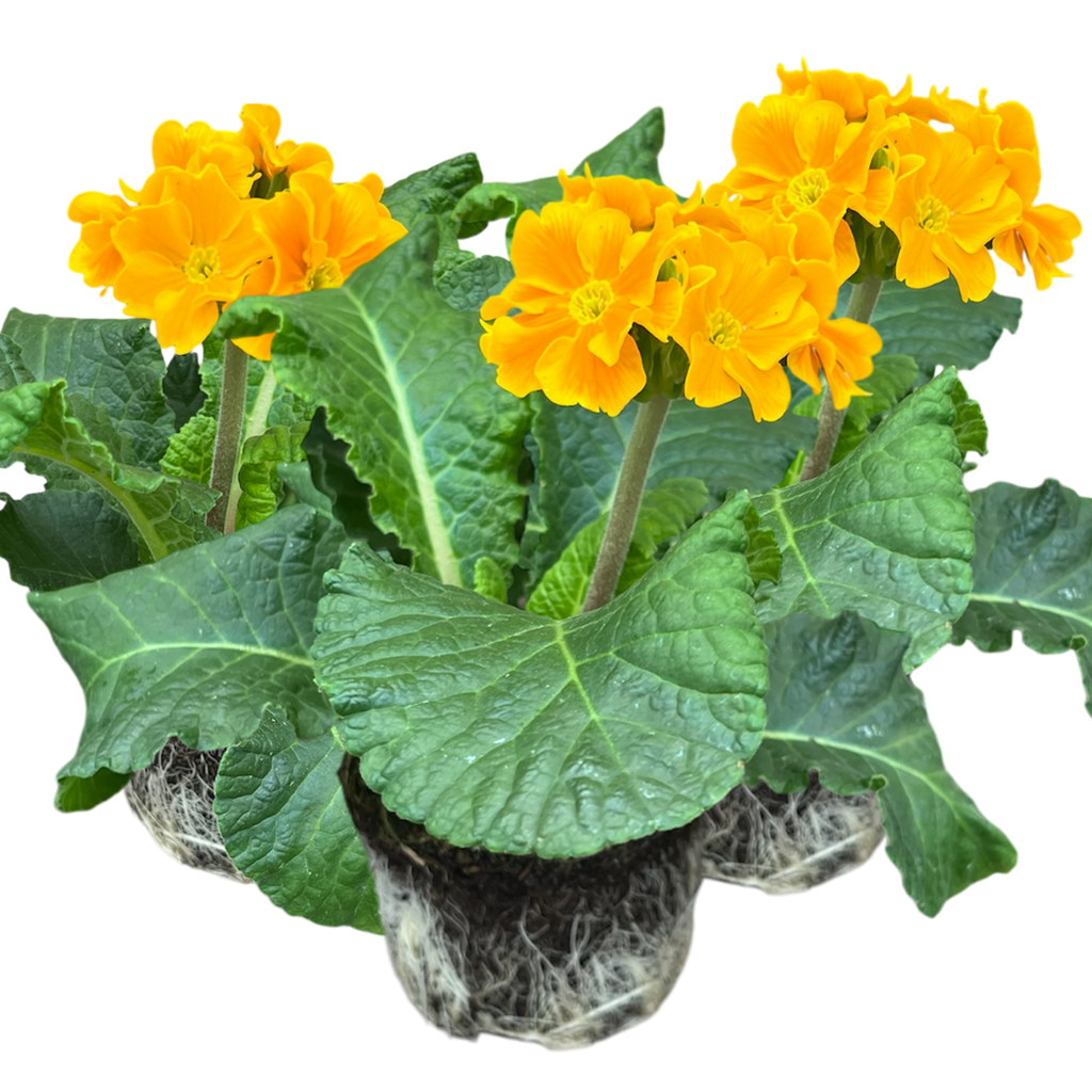 Polyanthus ‘Orange’ — Hardy Perennial, Bee-Friendly, 10.5cm Pot