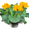 Polyanthus ‘Orange’ — Hardy Perennial, Bee-Friendly, 10.5cm Pot