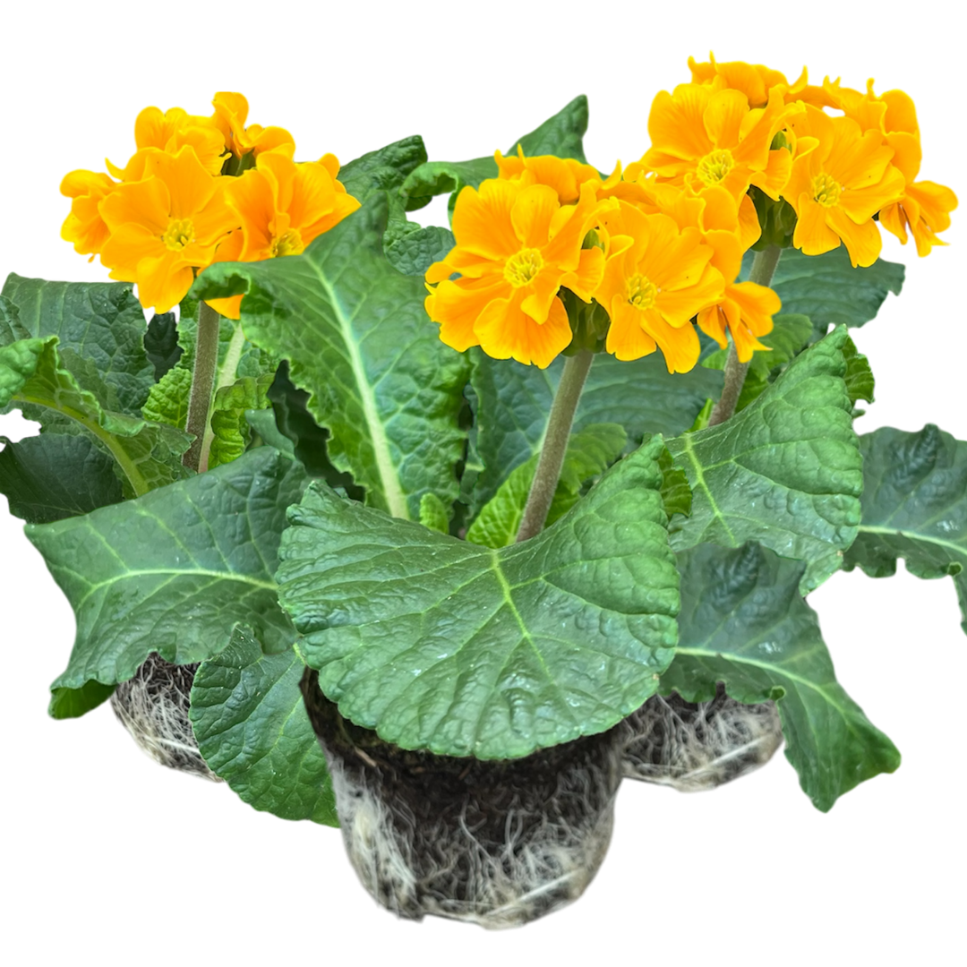 Polyanthus ‘Orange’ — Hardy Perennial, Bee-Friendly, 10.5cm Pot