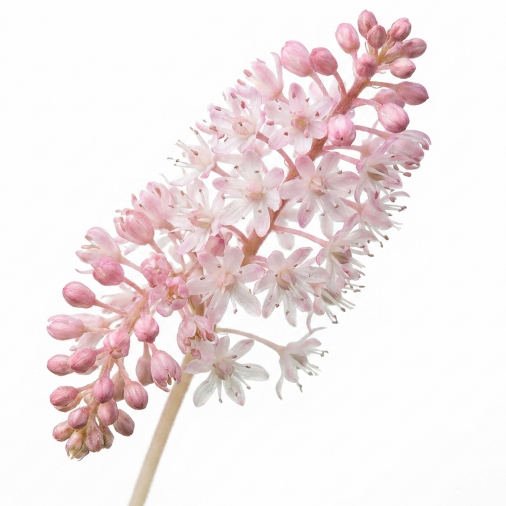 Tiarella ‘Sugar and Spice Foam’ — Hardy Perennial (semi-evergreen), Bee-Friendly, 2L Pot