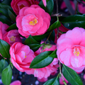 Camellia ‘Pink’ — Hardy Shrub, 3L Pot
