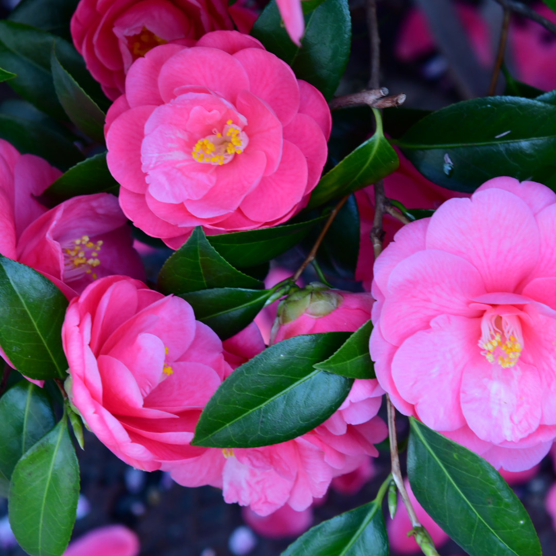 Camellia ‘Pink’ — Hardy Shrub, 3L Pot