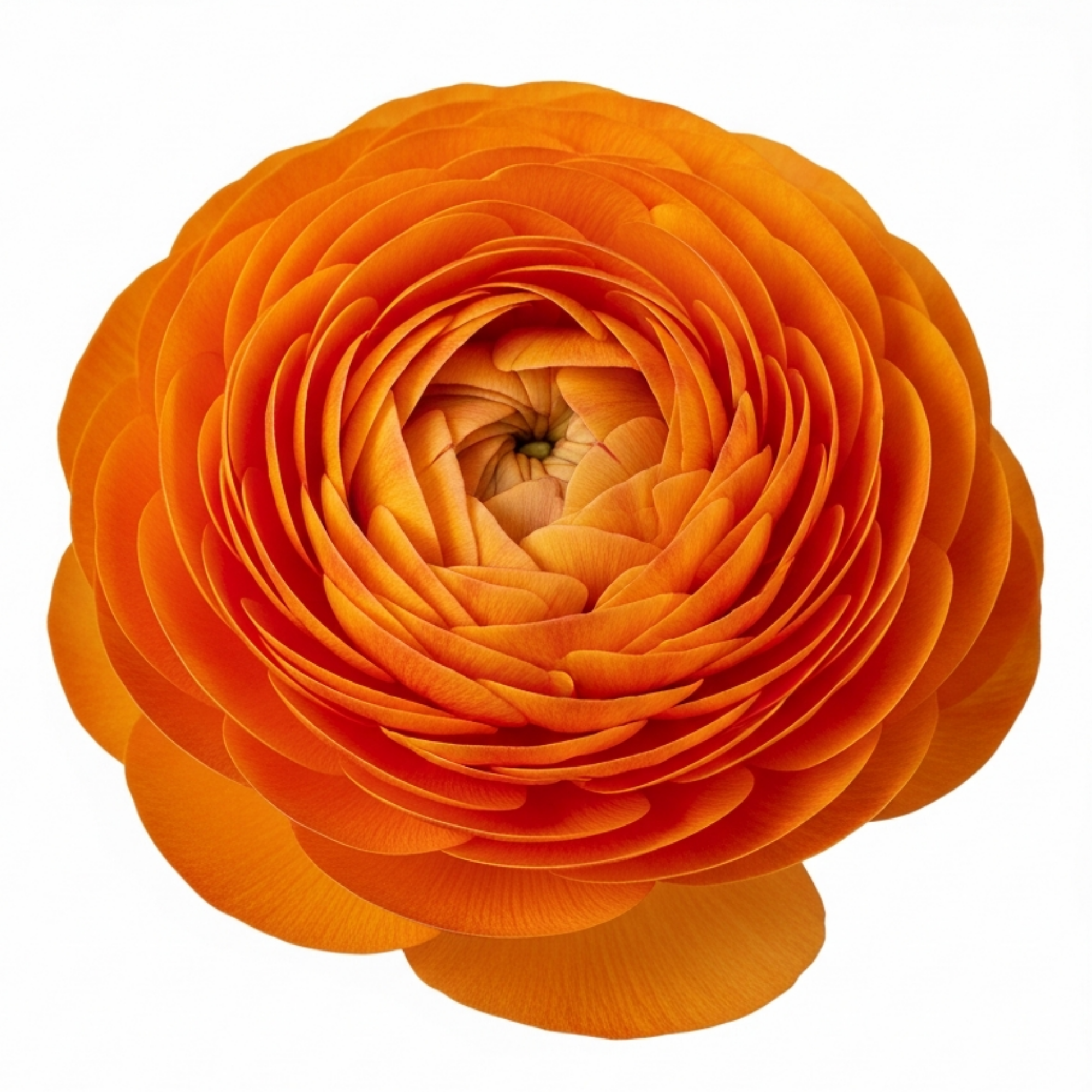 Ranunculus 'Vortex Orange' — Hardy Perennial, 10.5cm Pot (Set of 3 or 6)