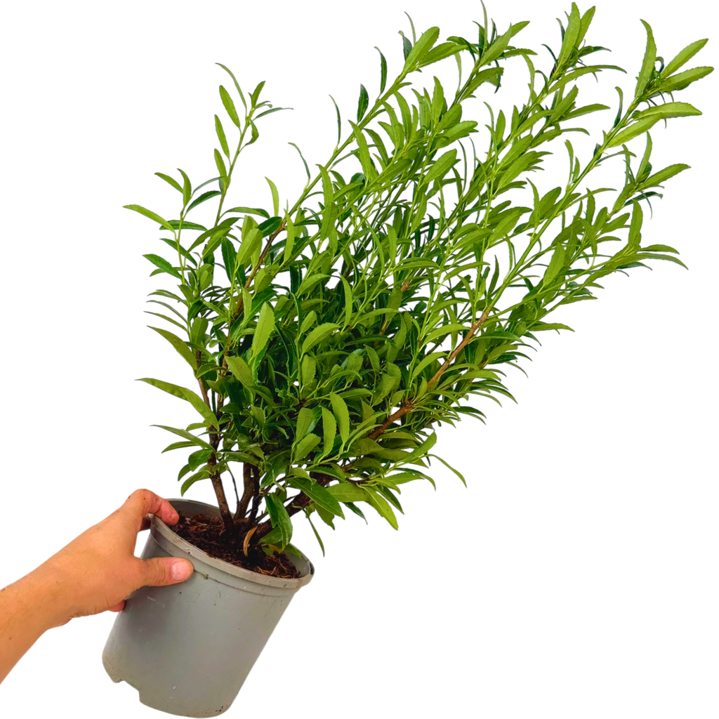 Prunus ‘Sofia’ — Evergreen Hedging Shrub, Bee-Friendly, 3L Pot