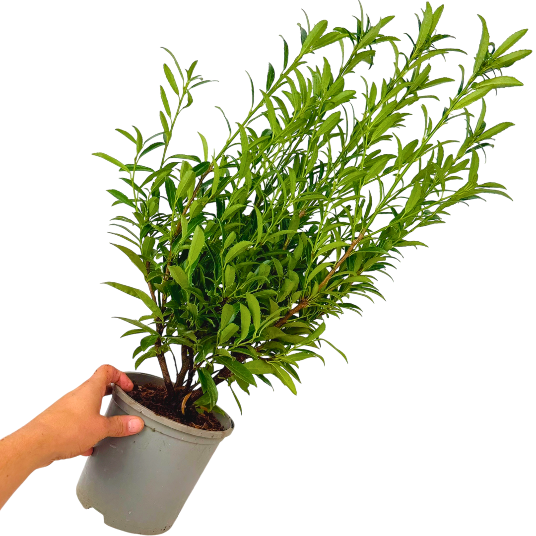 Prunus ‘Sofia’ — Evergreen Hedging Shrub, Bee-Friendly, 3L Pot