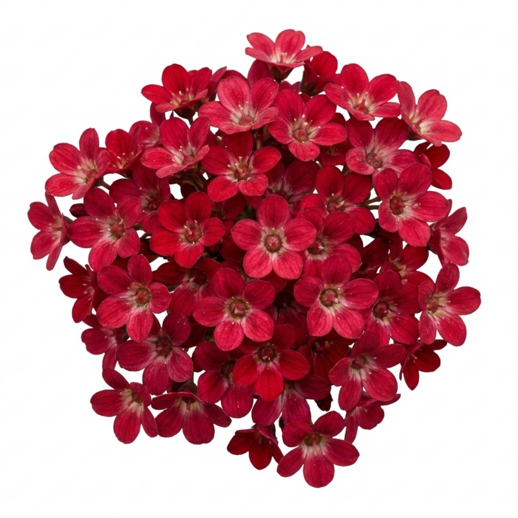 Saxifrage ‘Ice Colours Red’ — Hardy Alpine Evergreen Perennial, Bee-Friendly, 1L Pot (Set of 3 or 6)