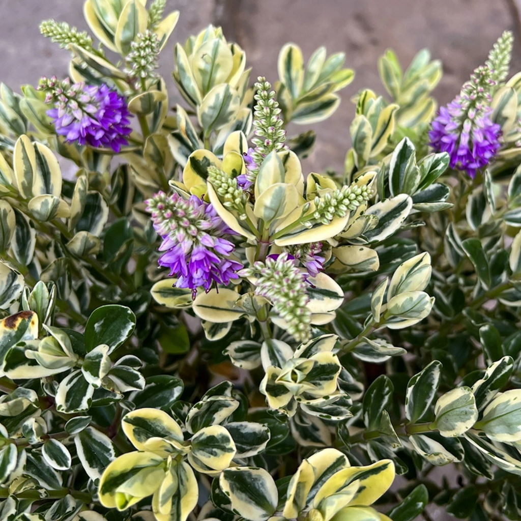 Hebe ‘Variegata’ — Evergreen Shrub, Bee-Friendly, 1L Pot (Set of 3 or 6)