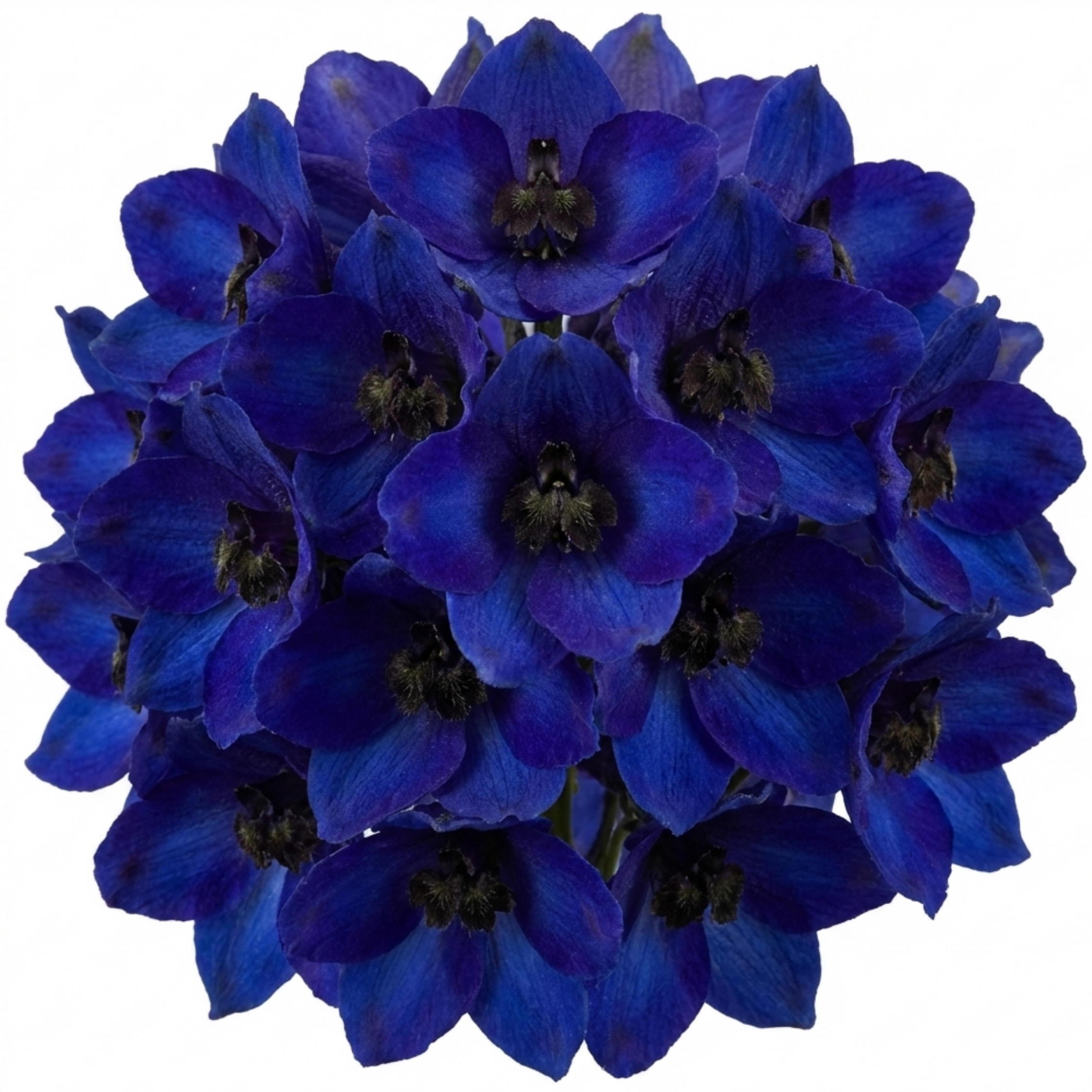 Delphinium ‘Dark Blue Black’ — Hardy Perennial, Bee-Friendly, 1L Pot (Set of 3 or 6)