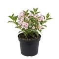 Weigela ‘Variegata’ — Deciduous Shrub, Bee-Friendly, 17cm Pot