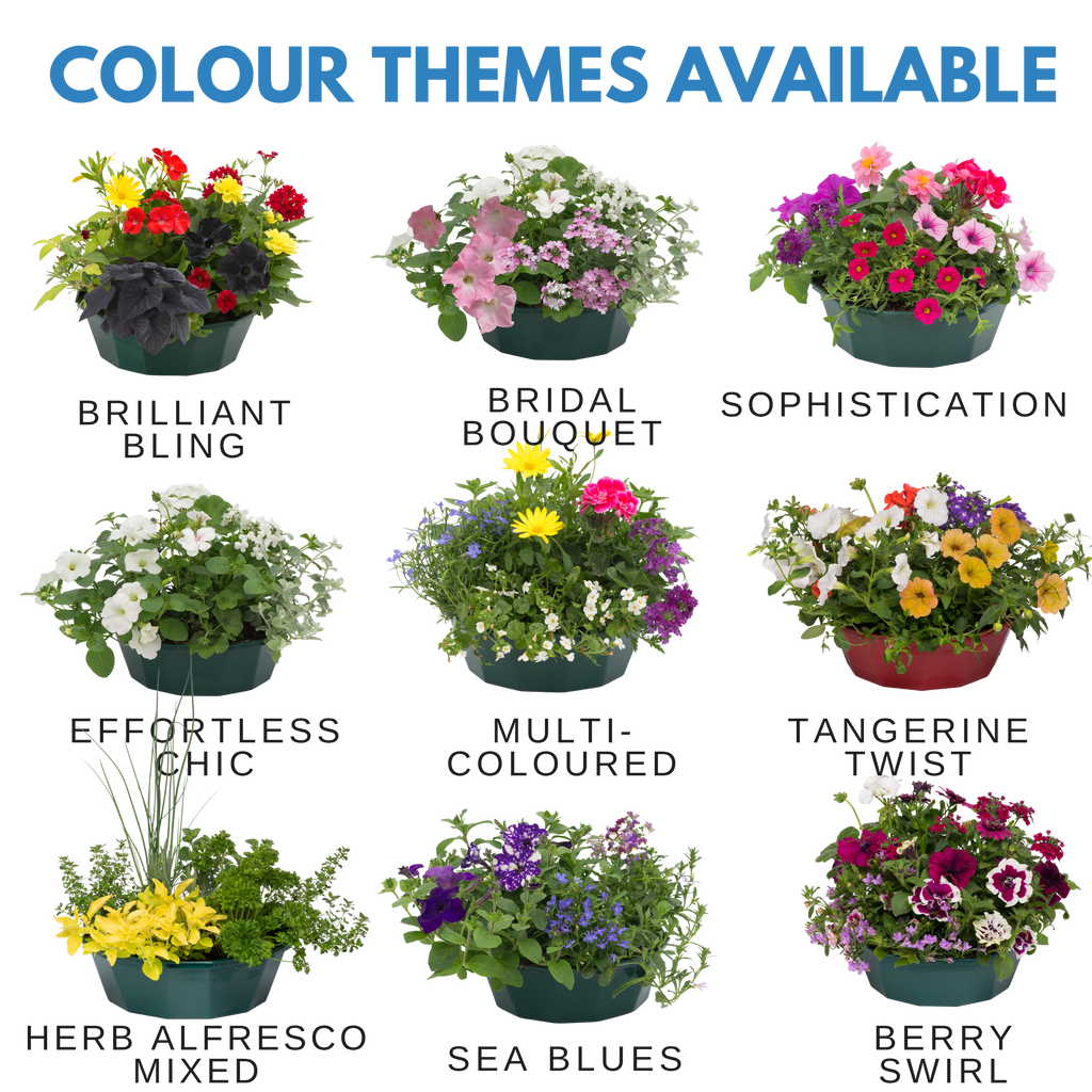 Sea Blues Speedplanter — Pre-Planted Mixed Annual Display, 7-Plant Set