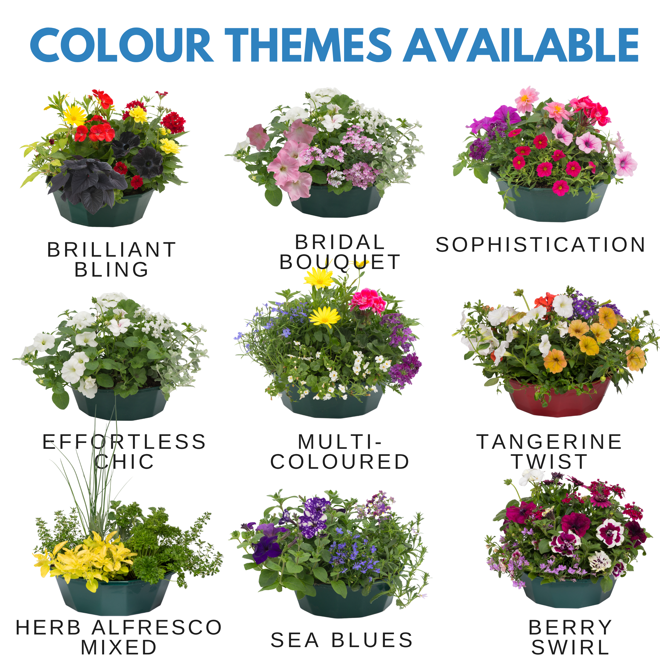 Sea Blues Speedplanter — Pre-Planted Mixed Annual Display, 7-Plant Set