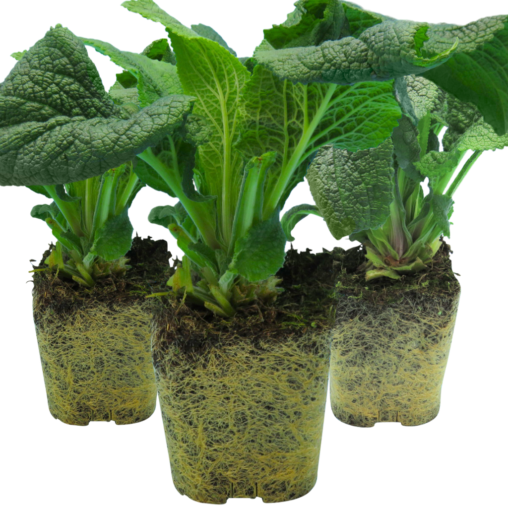 Foxglove ‘White’ — Short-lived Herbaceous Perennial Or Biennial, 1L Pot (Set of 3 or 6)