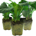 Foxglove ‘White’ — Short-lived Herbaceous Perennial Or Biennial, 1L Pot (Set of 3 or 6)