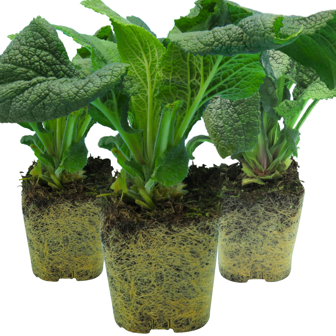 Foxglove ‘White’ — Short-lived Herbaceous Perennial Or Biennial, 1L Pot (Set of 3 or 6)