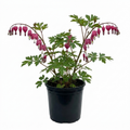 Dicentra ‘Spectabilis Bleeding Heart’ — Hardy Perennial, Bee-Friendly, 17cm Pot