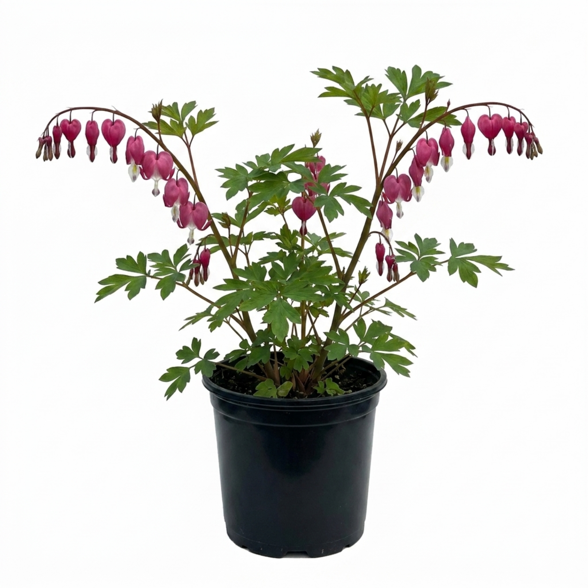 Dicentra ‘Spectabilis Bleeding Heart’ — Hardy Perennial, Bee-Friendly, 17cm Pot