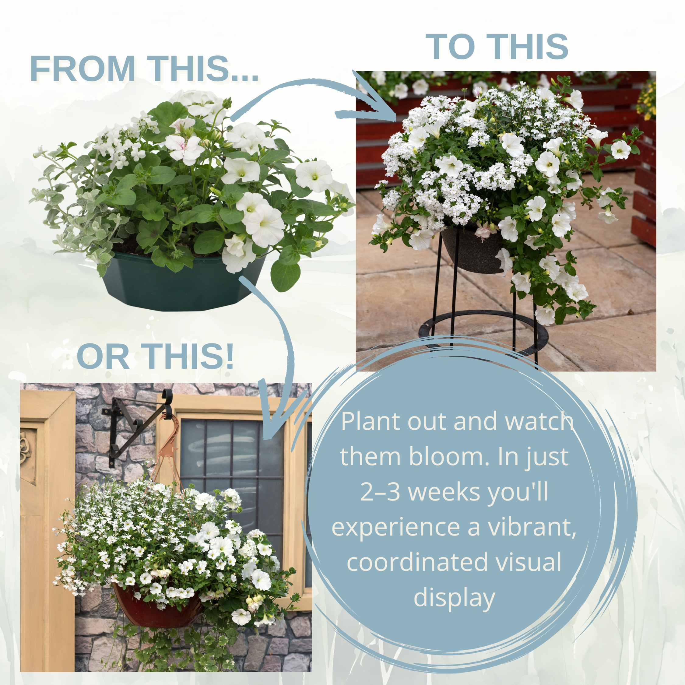 Effortless Chic Speedplanter — Pre-Planted Mixed Annual Display, 7-Plant Set