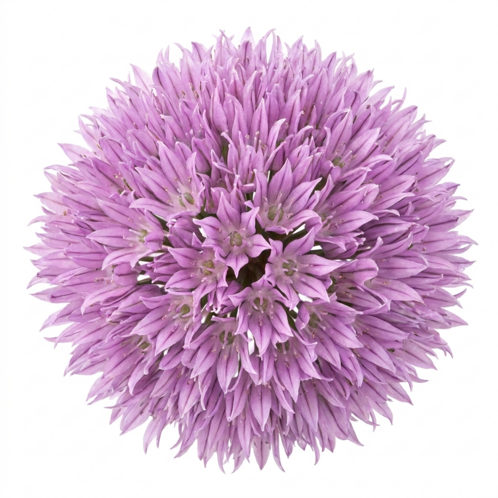 Chives — Hardy Perennial Herb, Bee-Friendly, 1L Pot (Set of 3 or 6)