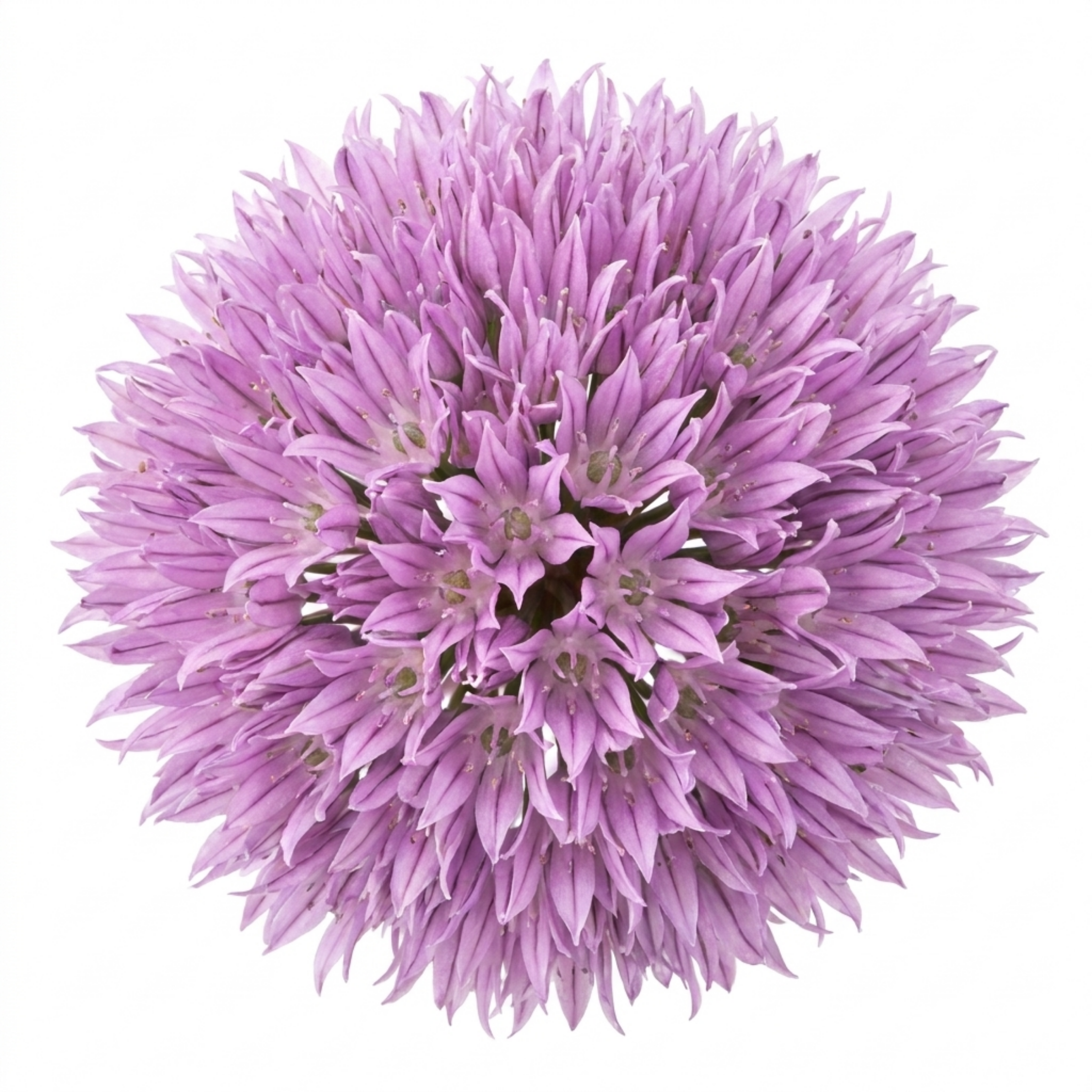 Chives — Hardy Perennial Herb, Bee-Friendly, 1L Pot (Set of 3 or 6)