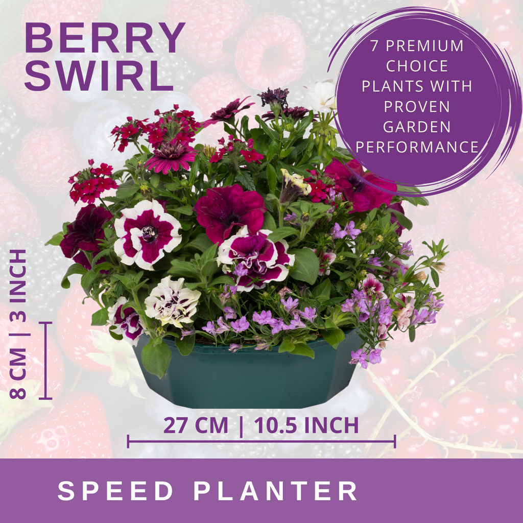 Berry Swirl Speedplanter — Pre-Planted Mixed Annual Display, 7-Plant Set