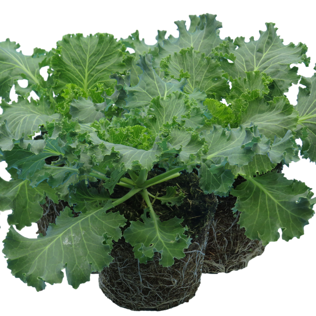 Ornamental ‘Cabbage White’ — Hardy Perennial, 1L Pot
