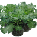 Ornamental ‘Cabbage White’ — Hardy Perennial, 1L Pot