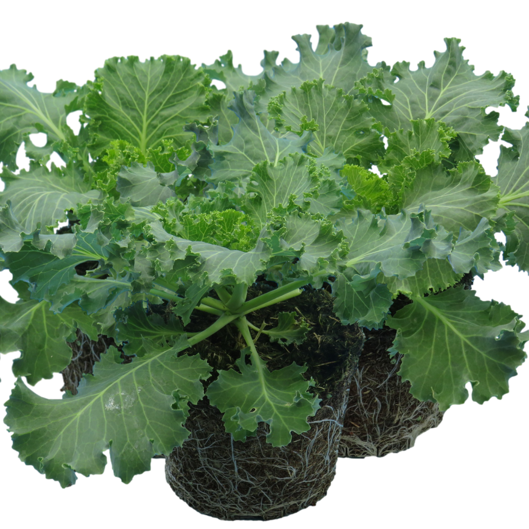 Ornamental ‘Cabbage White’ — Hardy Perennial, 1L Pot