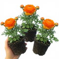 Ranunculus 'Vortex Orange' — Hardy Perennial, 10.5cm Pot (Set of 3 or 6)