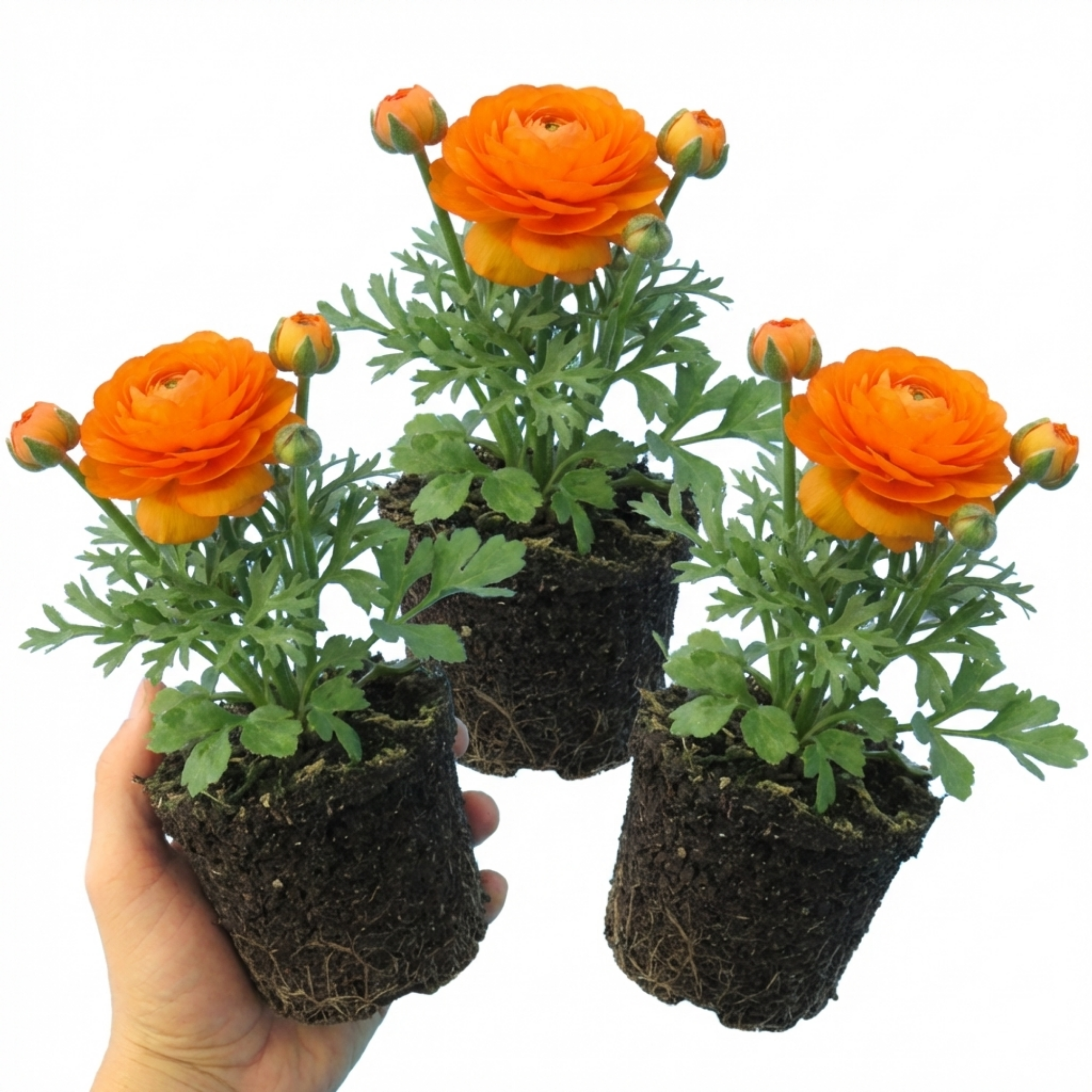 Ranunculus 'Vortex Orange' — Hardy Perennial, 10.5cm Pot (Set of 3 or 6)