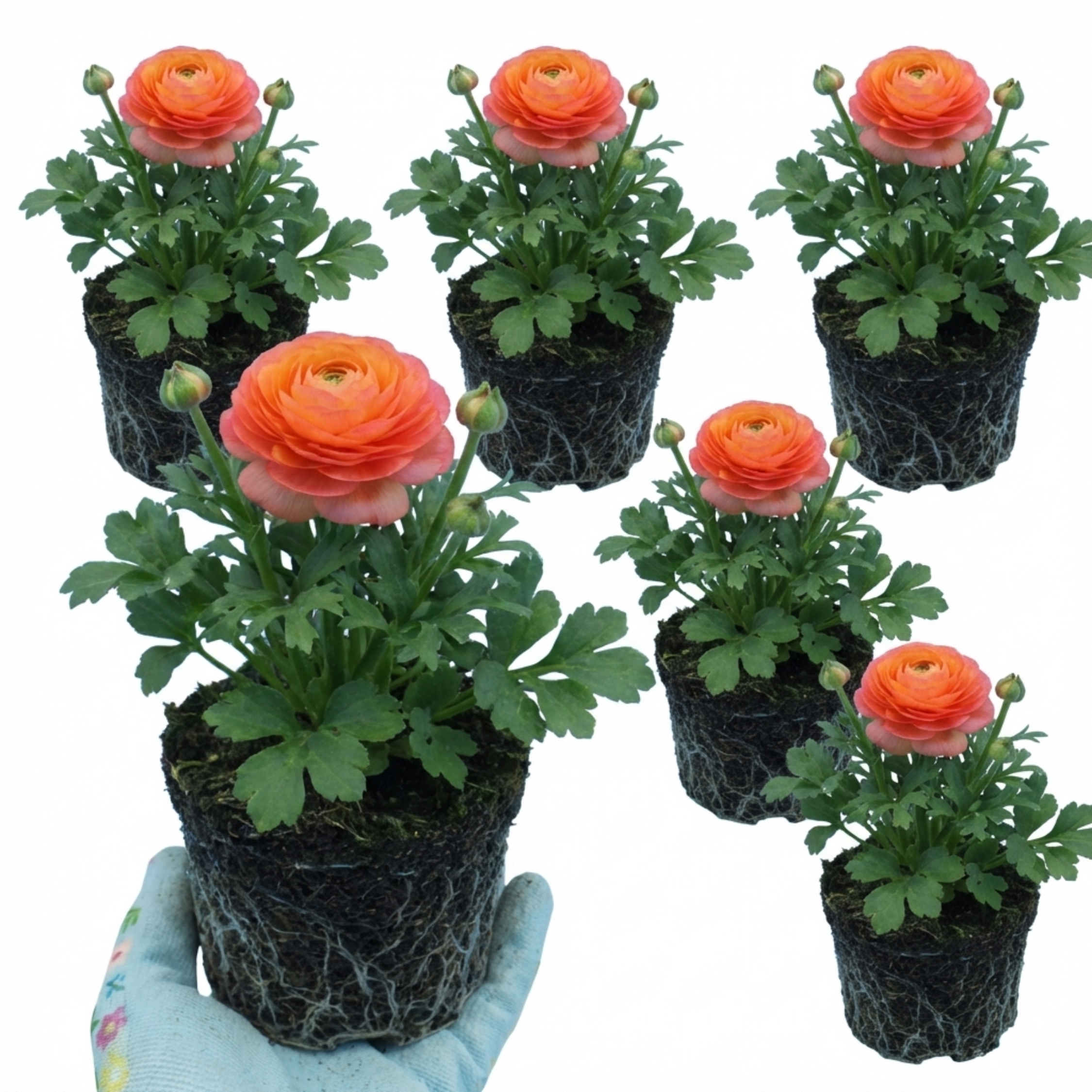 Ranunculus ‘Vortex Orange Pink’ — Tuberous Perennial, Bee-Friendly, 1L Pot (Set of 3 or 6)